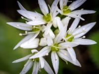 Bärlauch Blütenrispe Nahaufnahme